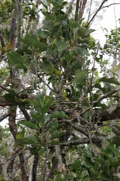 Bois de Cannelle marron- Ocotea obtusata- Laurace - M