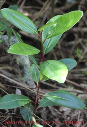 Bois de fer btard- Sideroxylon borbonicum- Sapotace-B