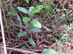 Bois de fer btard juvnile IMG_0260