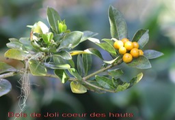 Bois de Joli coeur des hauts