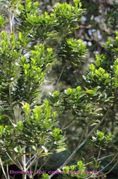 Bois de Joli coeur des hauts -Pittosporum senacia-I