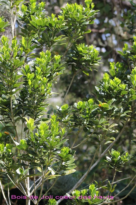 Bois de Joli coeur des hauts -Pittosporum senacia-I