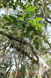 Bois de papaye- Polyscias repanda- Araliace - B