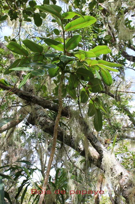 Bois de papaye- Polyscias repanda- Araliace - B