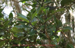 Bois maigre- Nuxia verticillata- Stilbace - M