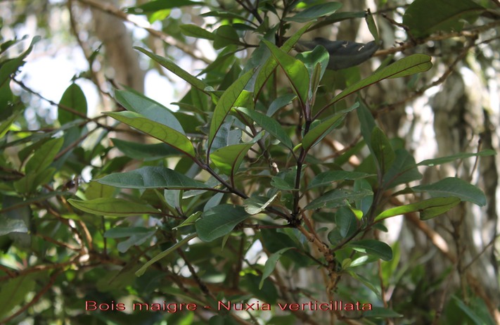 Bois maigre- Nuxia verticillata- Stilbace - M