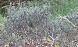 Branle btard - Phylica nitida