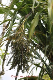 Canne marron- Cordyline mauritiana - Laxmanniace -MI
