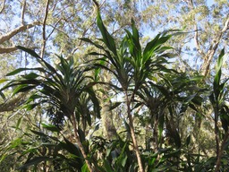Canne marron IMG_0236