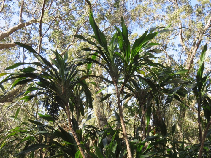 Canne marron IMG_0236