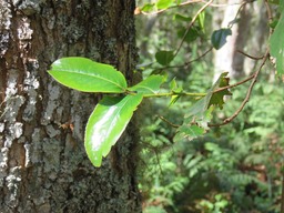 Change-corce Feuilles  IMG_0243