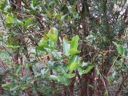 ??? Change-corce IMG_0269