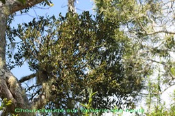 Chourichaude ou Gui - Viscum triflorum- Santalace-I