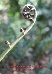 Crosse de Cyathea excelsa