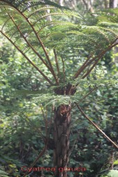 Fanjan femelle- Cyathea glauca - Cyatheace - B