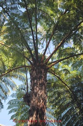 Fanjan femelle- Cyathea excelsa- Cyatheace-M