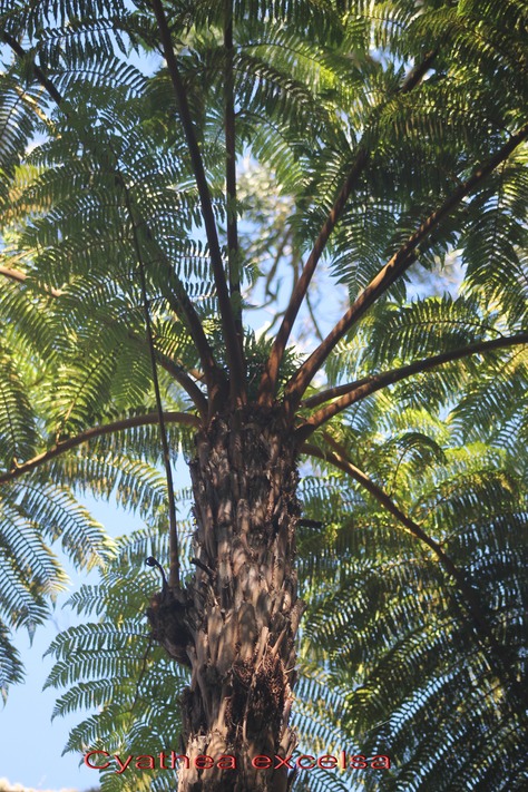 Fanjan femelle- Cyathea excelsa- Cyatheace-M