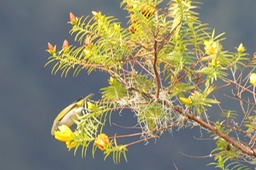 Fleur jaune et oiseau vert