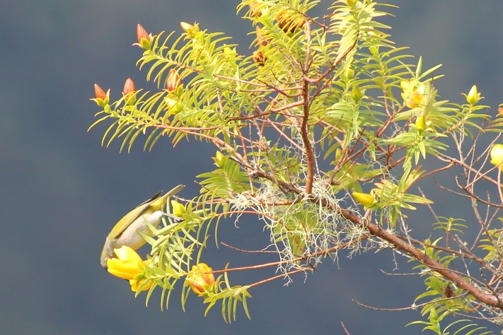 Fleur jaune et oiseau vert