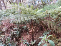 Fougre australienne Cyathea cooperi  IMG_0271