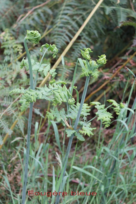 Fougre bleue- Histiopteris incisa- Hypolepidace - I