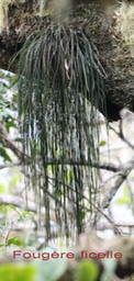 Fougre ficelle- Vittaria isoetifolia- Vittariace - I