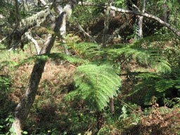 Fougre glauca IMG_0241