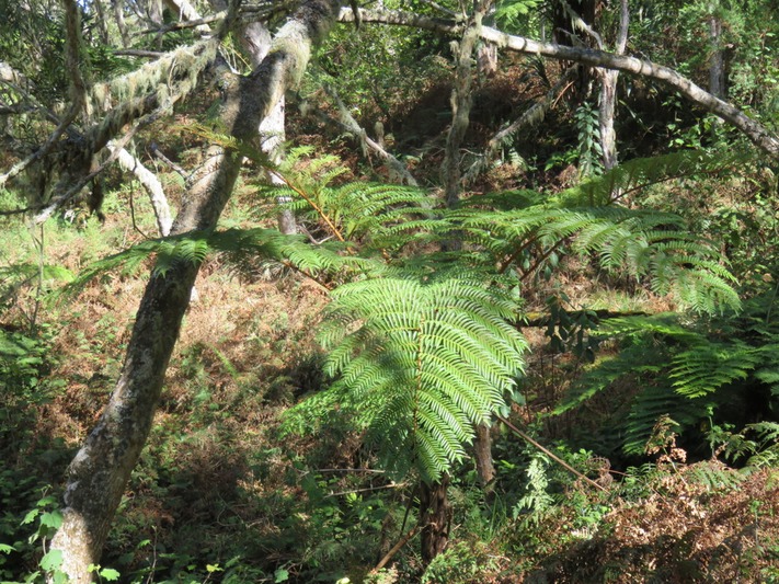 Fougre glauca IMG_0241