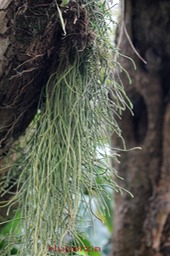 Huperzia sp- Lycopodiace-