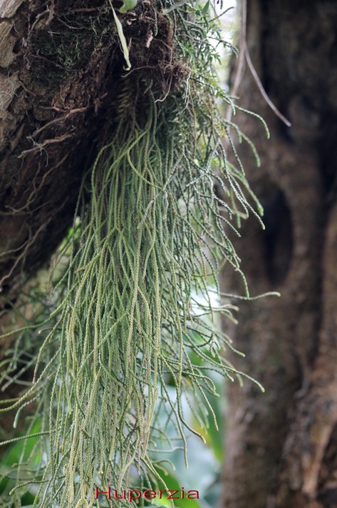 Huperzia sp- Lycopodiace-