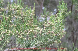 Inflorescences du Branle vert