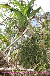 Infrutescence de la Cordyline mauritiana