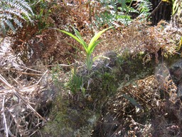 Jardin miniature Canne marron Ambaville Branle vert Gramine exotique IMG_0254