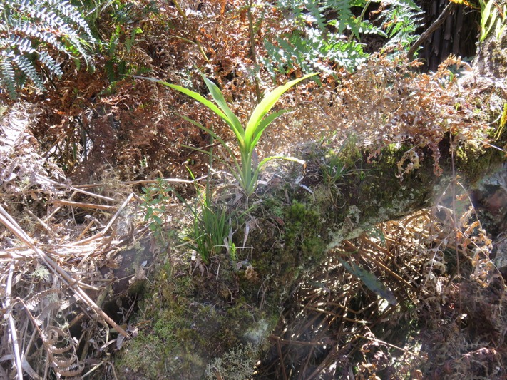 Jardin miniature Canne marron Ambaville Branle vert Gramine exotique IMG_0254