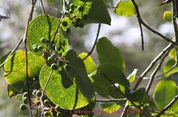 Liane croc de chien - Smilax anceps - Smilacace - I