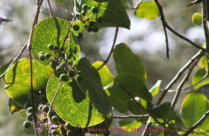 Liane croc de chien - Smilax anceps - Smilacace - I