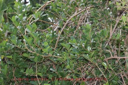 Liane savon- Embelia angustifolia- Primulace - B