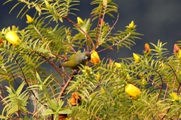 Oiseau lunette -3