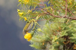 Oiseau lunette -5