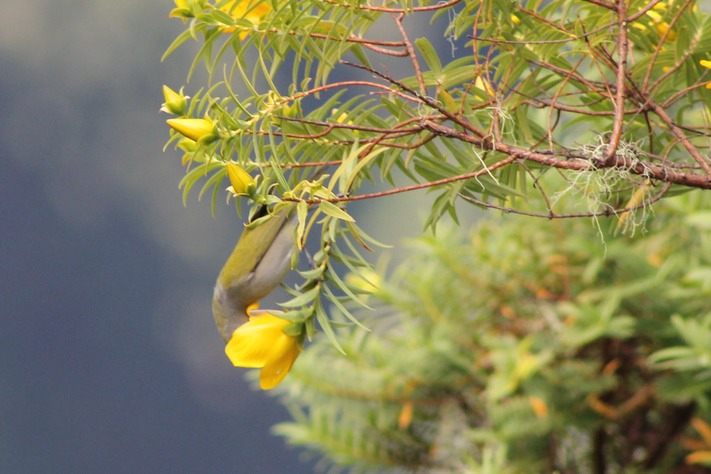 Oiseau lunette -5