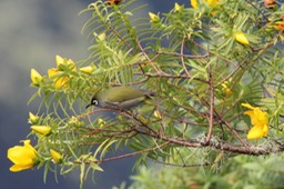 Oiseau lunette-4