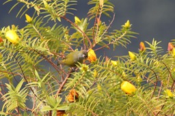 Oiseau lunette vert