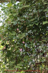 Passiflore banane- Passiflora mollissima - Passiflorace - exo