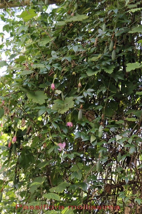 Passiflore banane- Passiflora mollissima - Passiflorace - exo