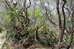 Paysage forestier du Tvelave