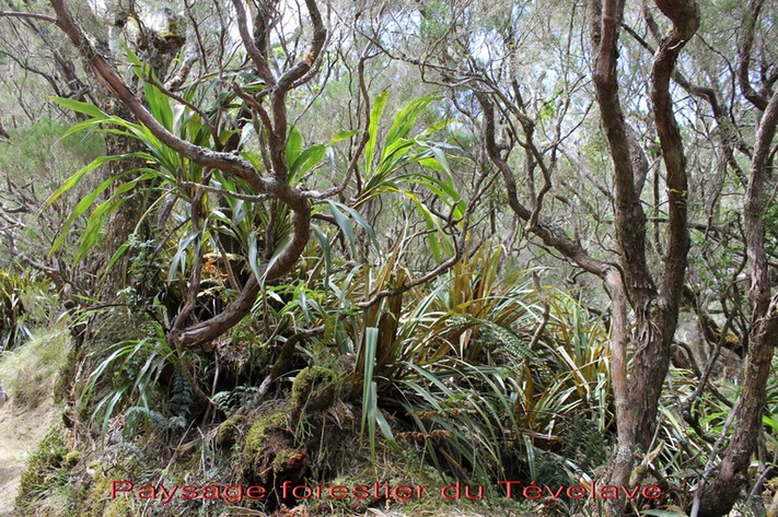 Paysage forestier du Tvelave