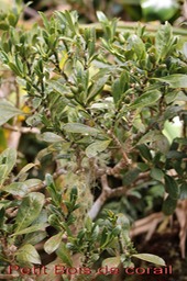 Petit Bois de corail- Chassalia gaertneroides - Rubiace - B