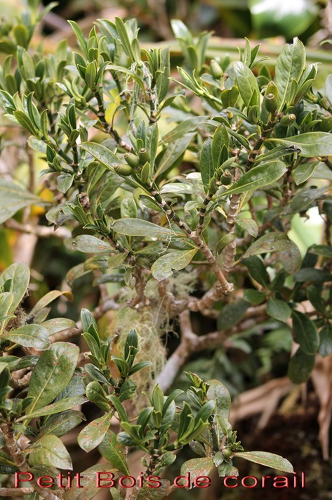 Petit Bois de corail- Chassalia gaertneroides - Rubiace - B
