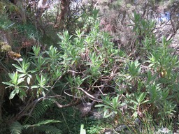Psiadia anchusifolia IMG_0242