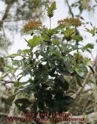 Ti Tan rouge - Weinmannia mauritiana - Cunoniace -BM